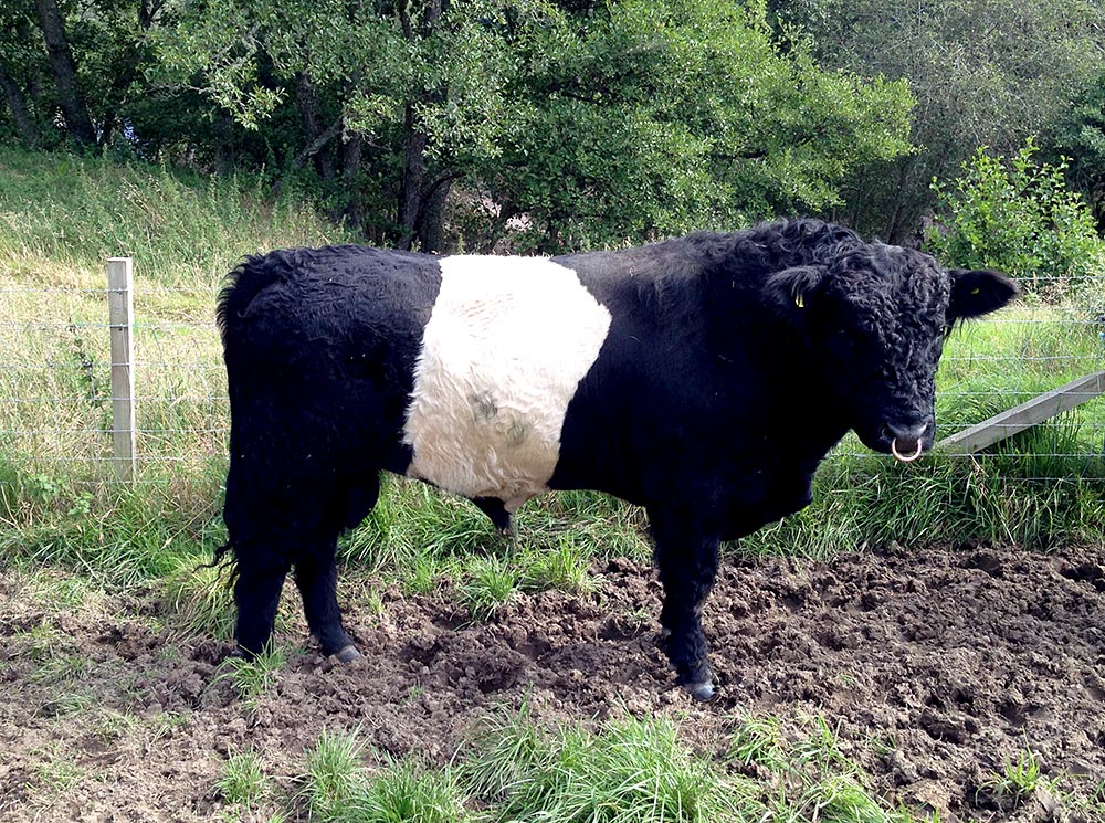 Hector the Belted Galloway
